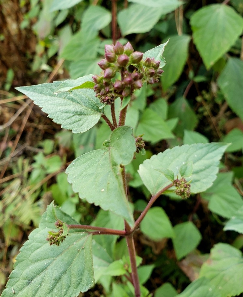 Sticky Snakeroot photo 7