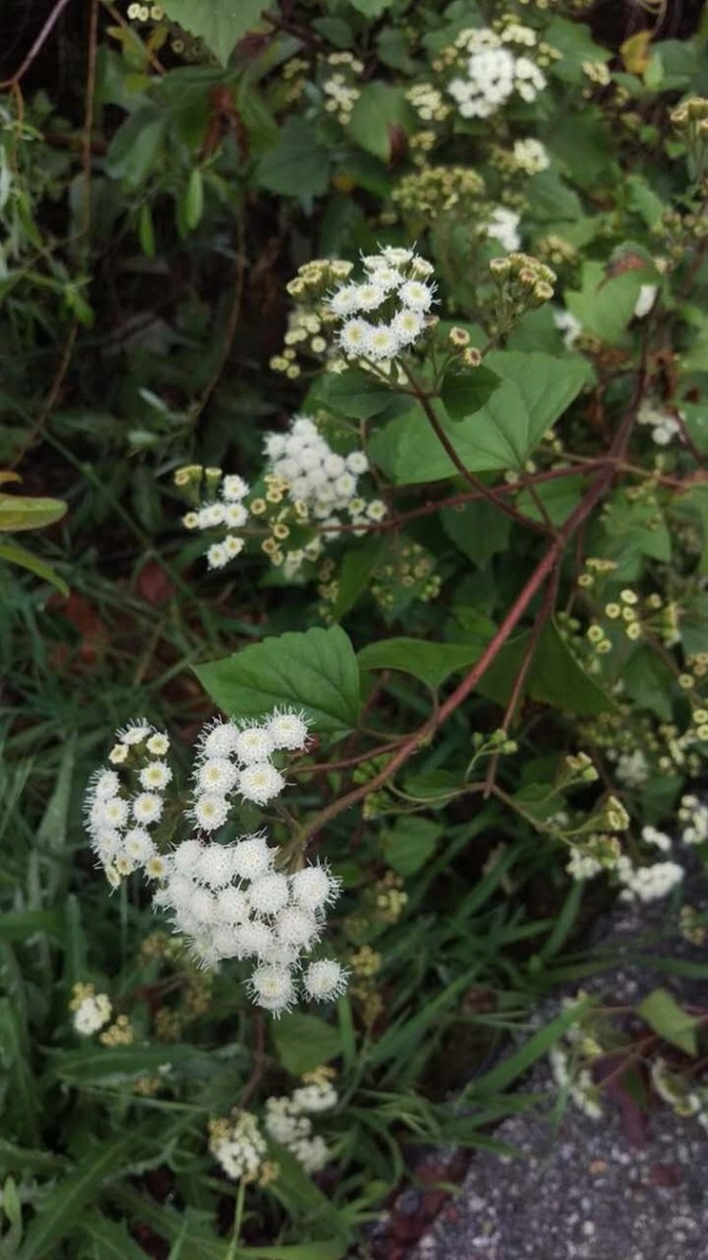 Sticky Snakeroot photo 8