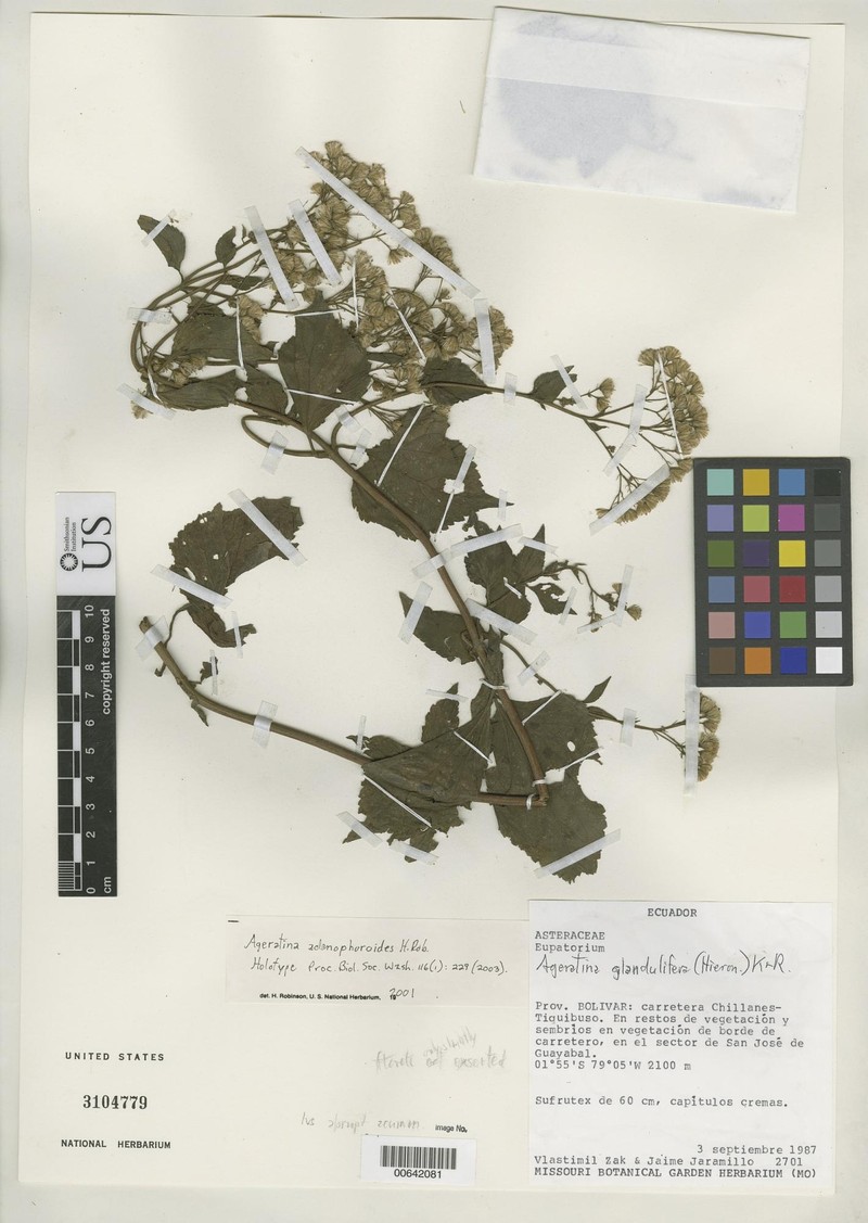 Ageratina adenophoroides