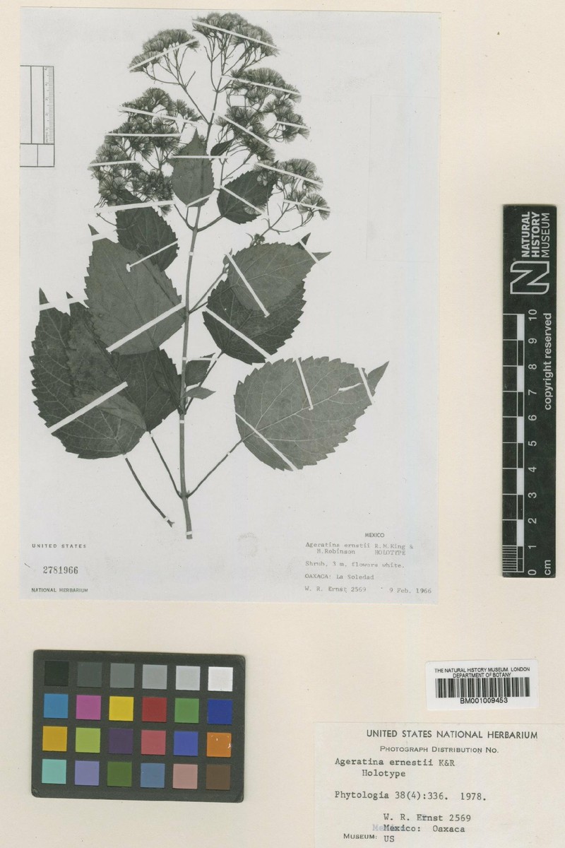 Ageratina aegirophylla