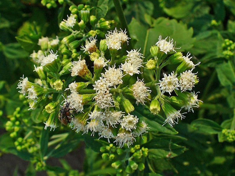 White Snakeroot photo 2