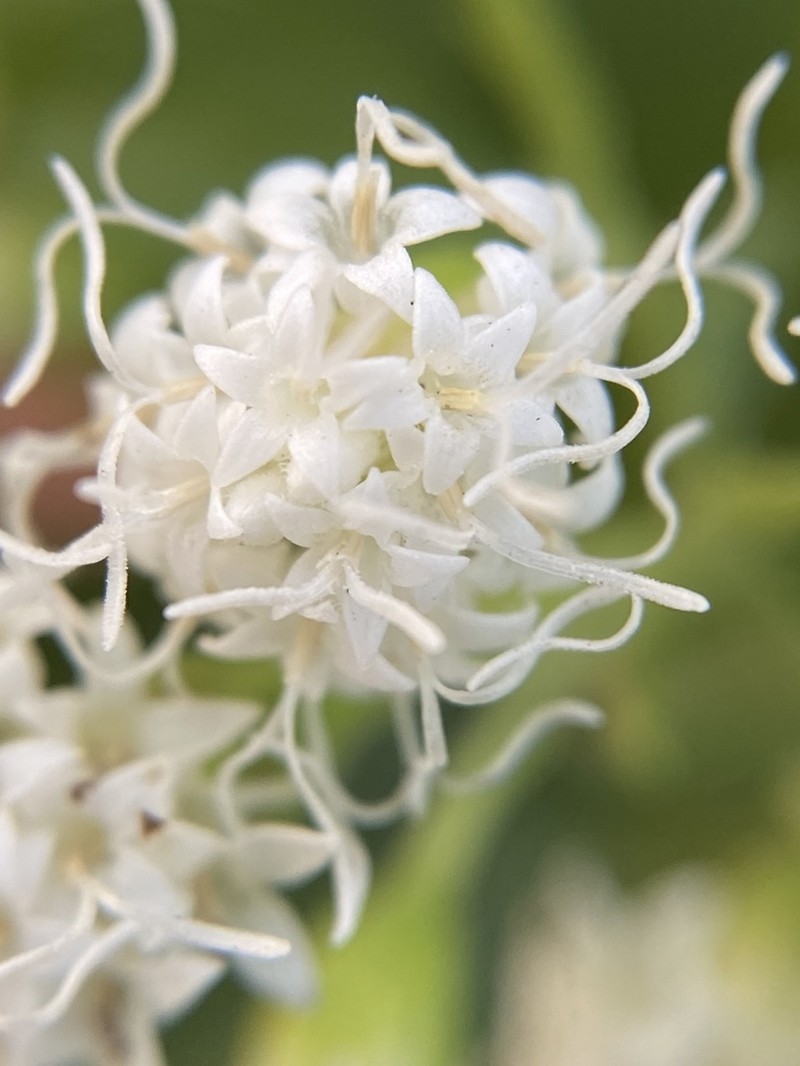White Snakeroot photo 3