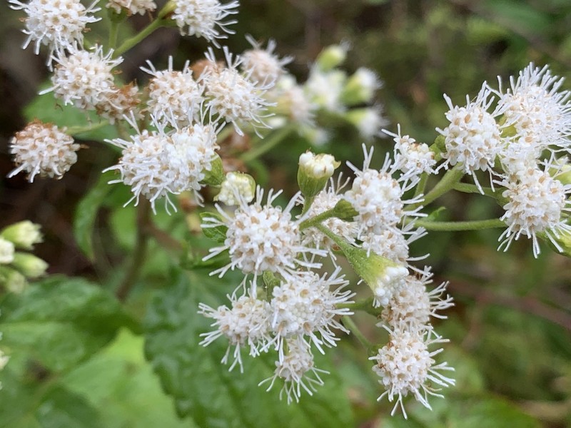 White Snakeroot photo 4