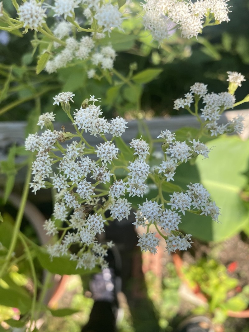 White Snakeroot photo 5