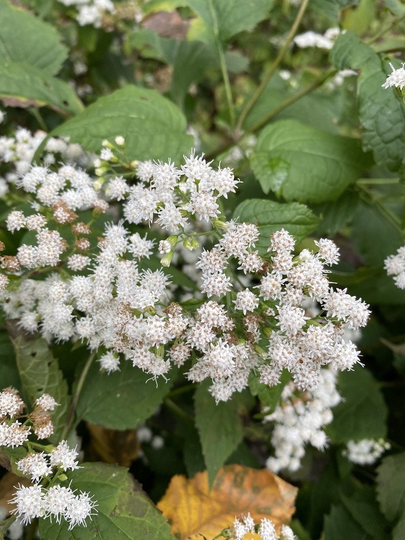 White Snakeroot photo 6