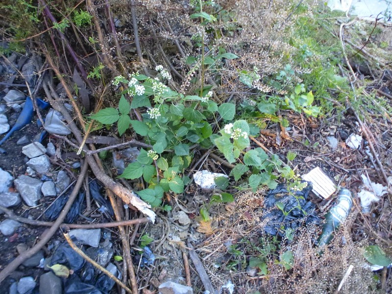 White Snakeroot photo 7
