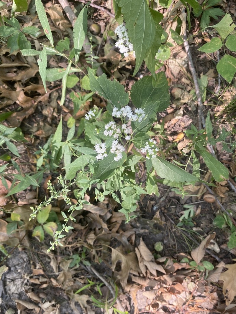 White Snakeroot photo 8
