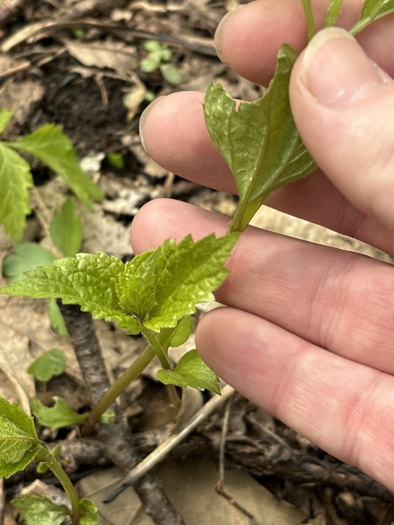 Ageratina altissima var. altissima
