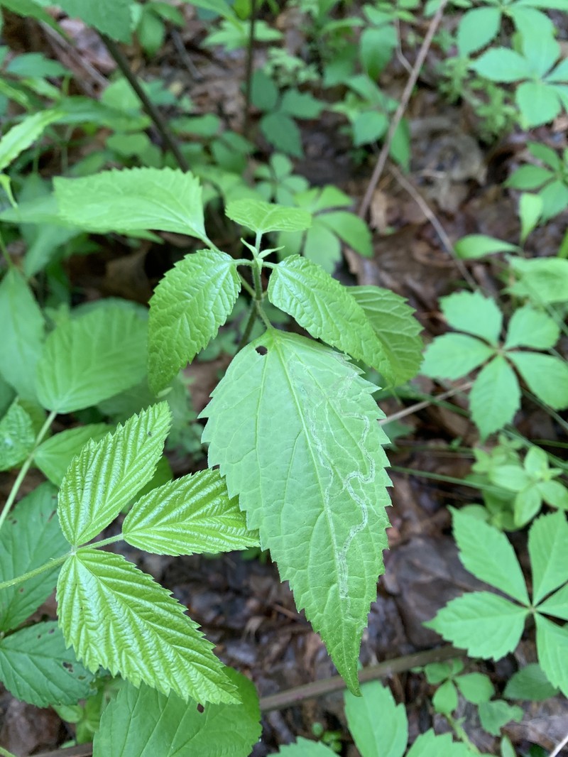 Ageratina altissima var. altissima photo 2