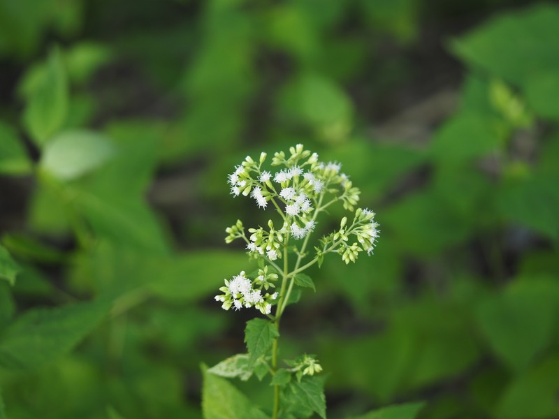 Ageratina altissima var. altissima photo 3