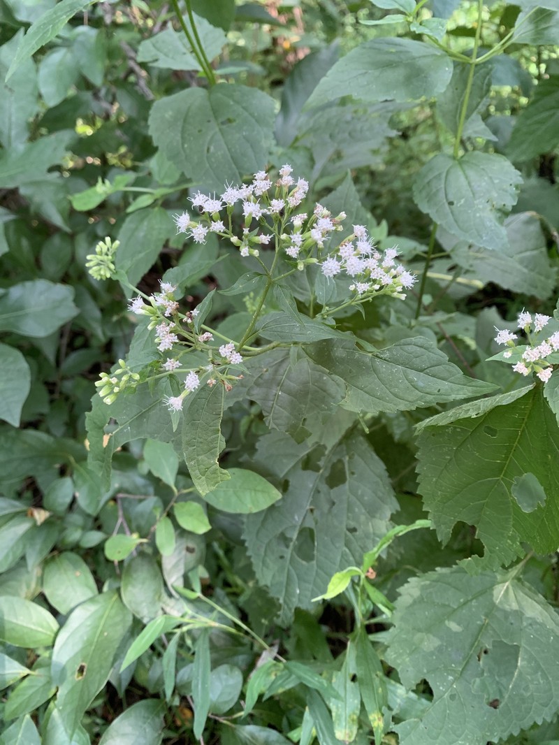 Ageratina altissima var. altissima photo 4