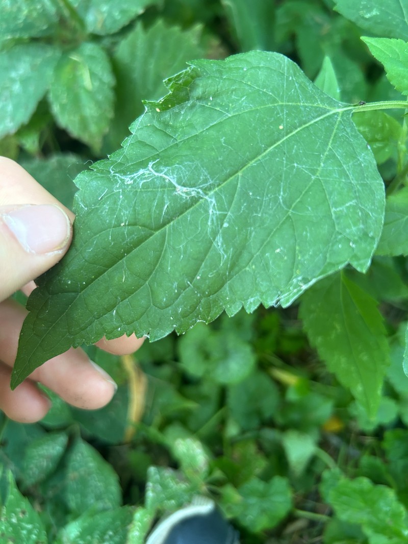 Ageratina altissima var. altissima photo 5