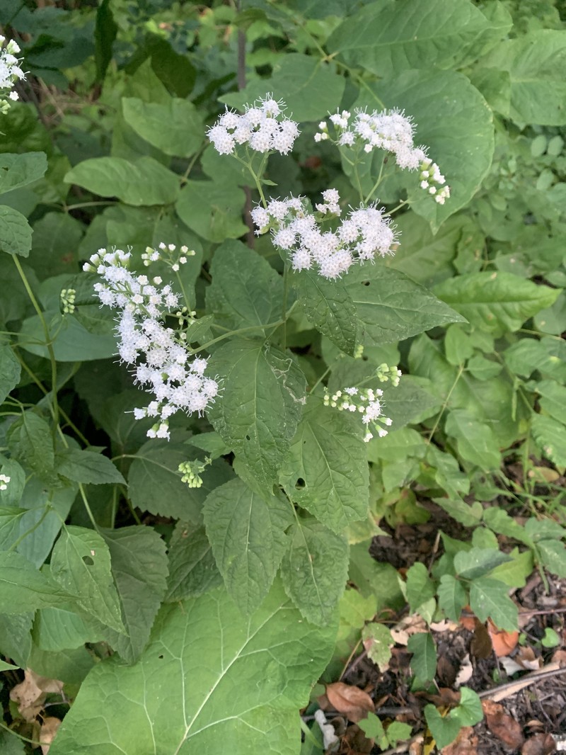 Ageratina altissima var. altissima photo 6