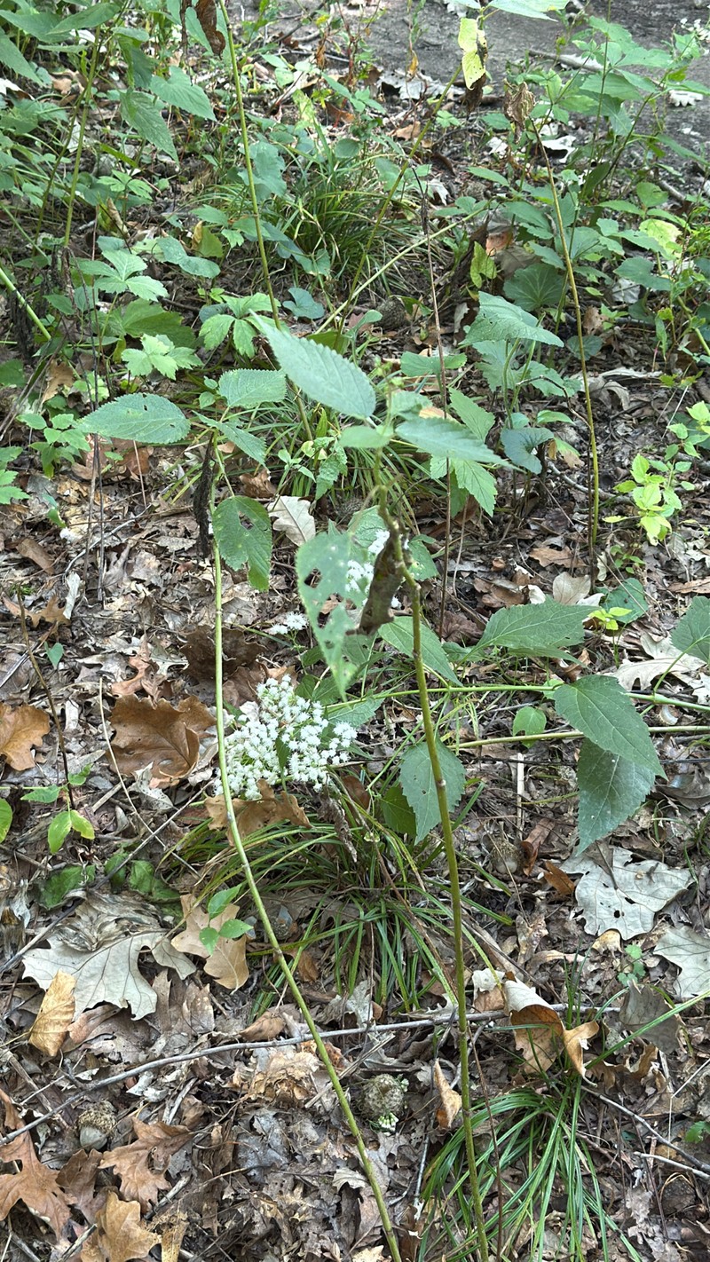 Ageratina altissima var. altissima photo 7