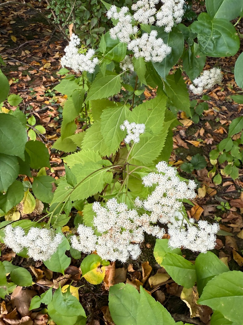 Ageratina altissima var. altissima photo 8