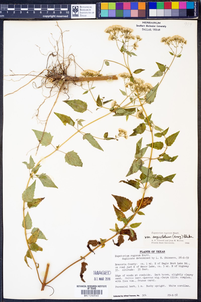 Ageratina altissima var. angustata