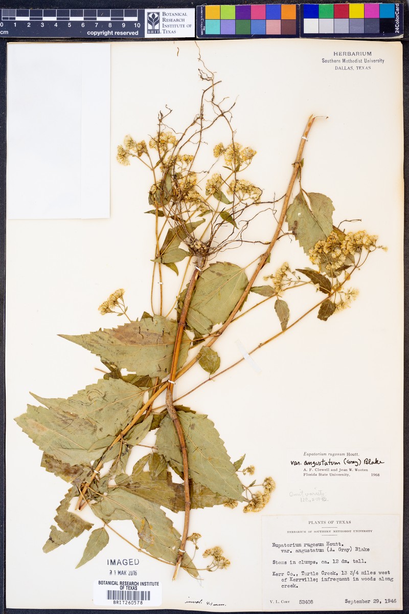 Ageratina altissima var. angustata photo 2