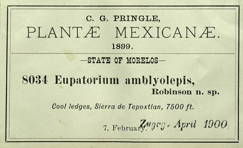 Ageratina amblyolepis