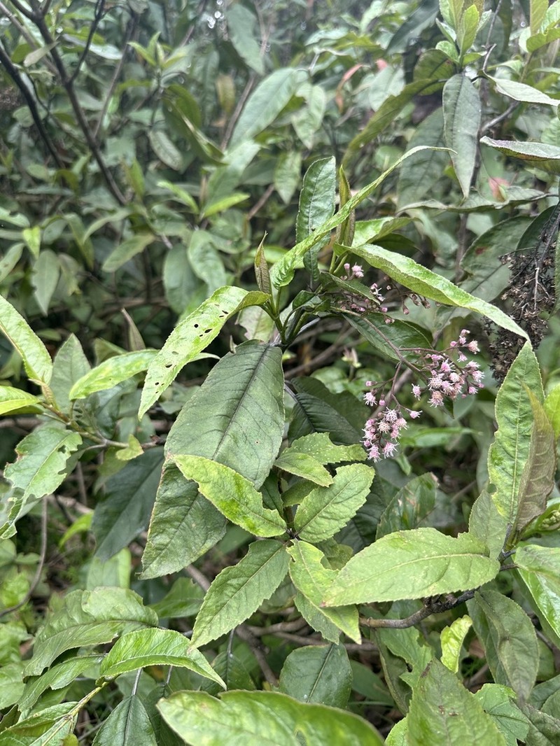 Ageratina ampla