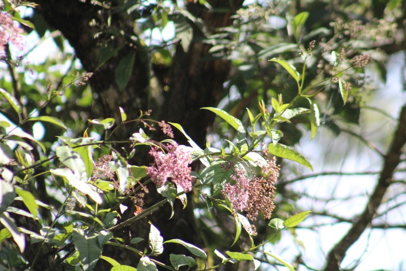 Ageratina ampla photo 3