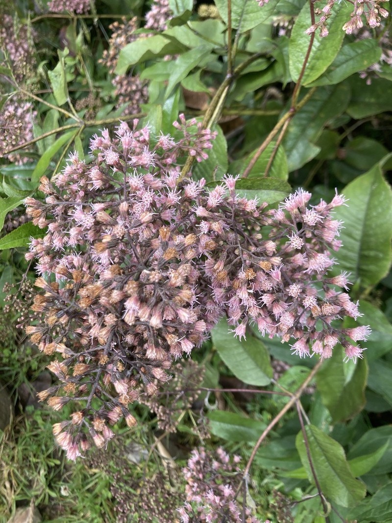 Ageratina ampla photo 4