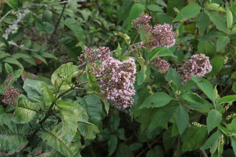 Ageratina ampla photo 6