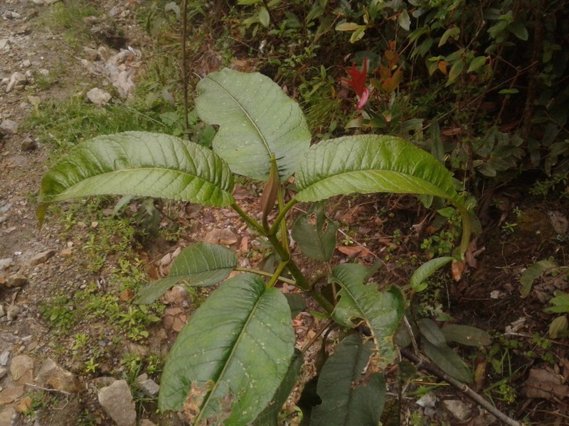 Ageratina ampla photo 7