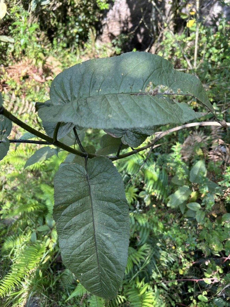 Ageratina ampla photo 8