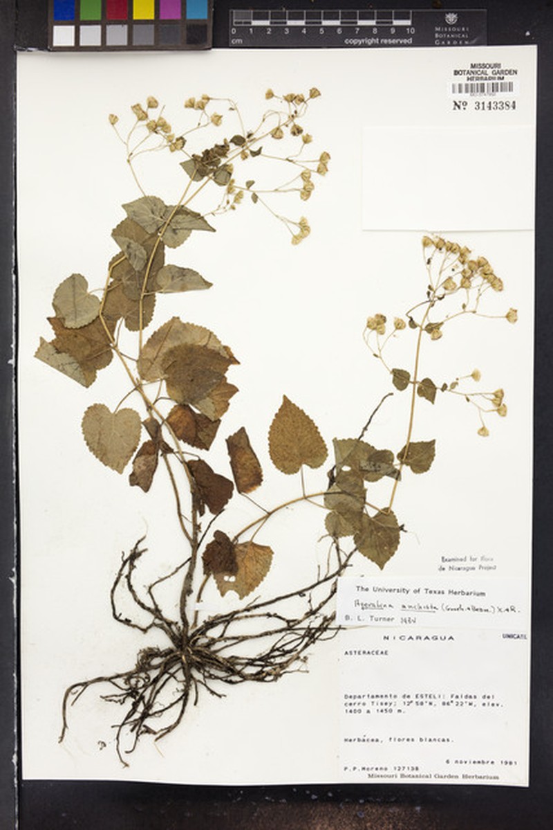 Ageratina anchistea