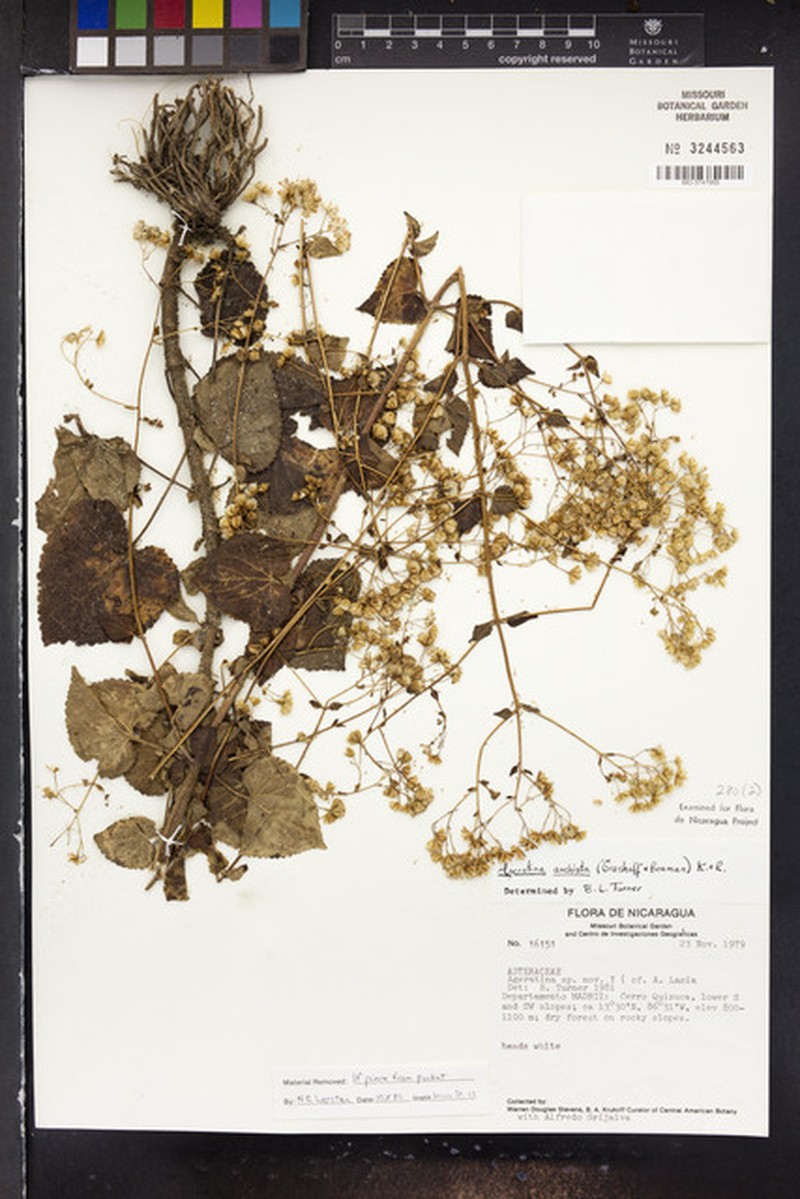 Ageratina anchistea photo 2