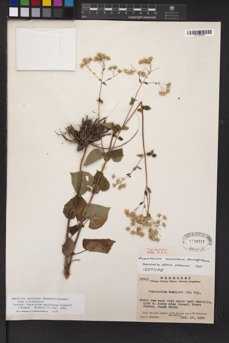 Ageratina anchistea photo 3