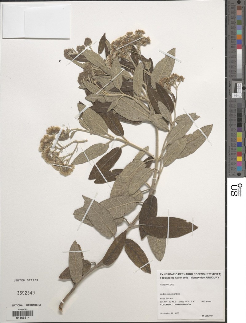 Ageratina angustifolia