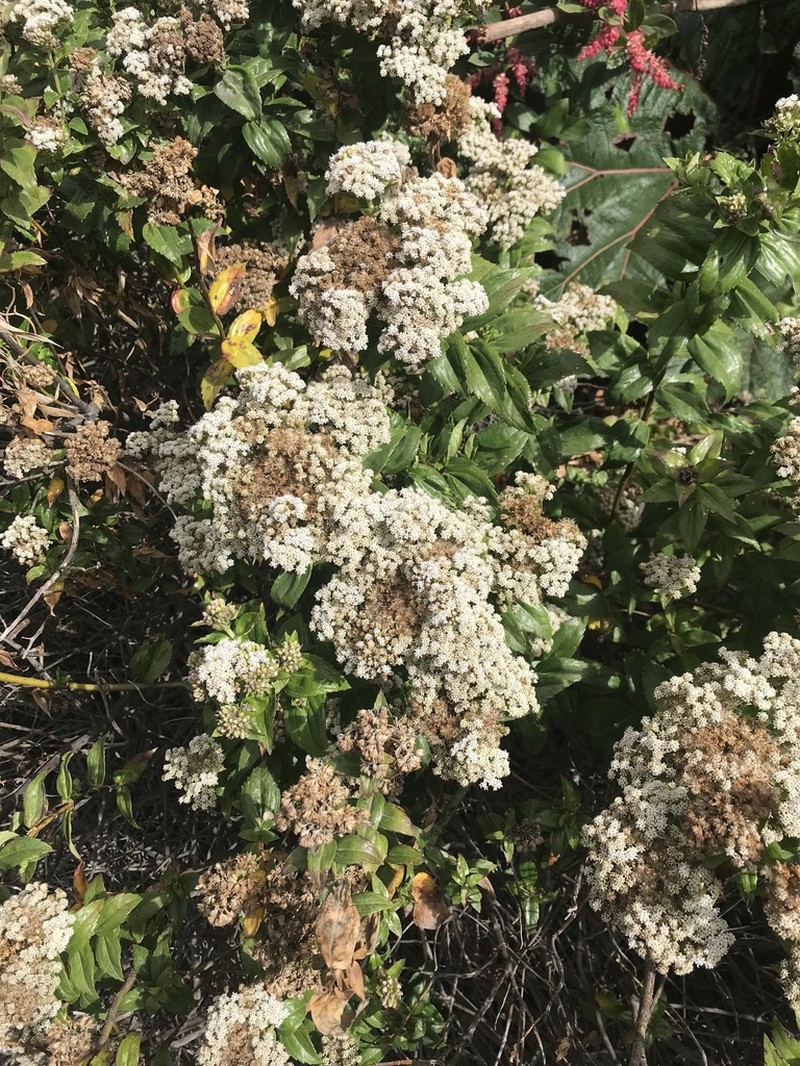 Ageratina anisochroma