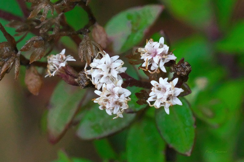 Ageratina anisochroma photo 2