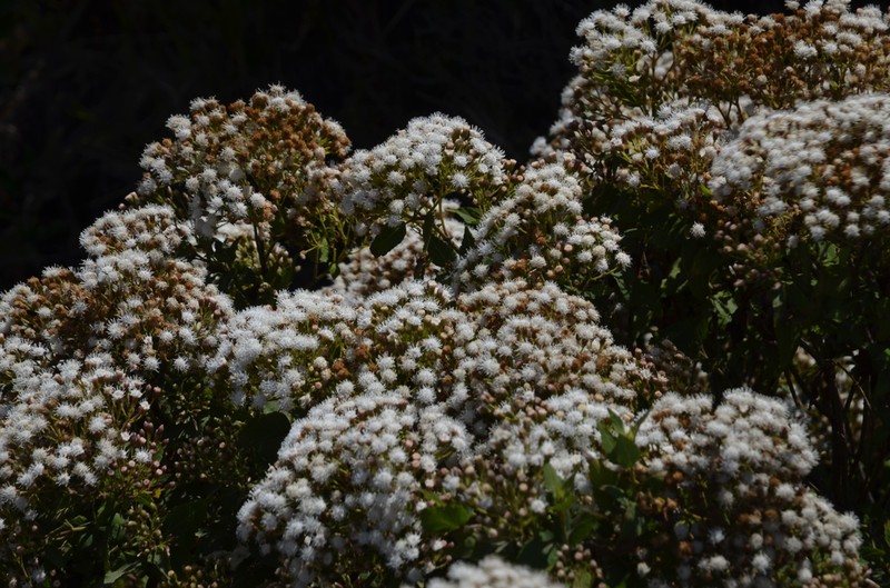 Ageratina anisochroma photo 3