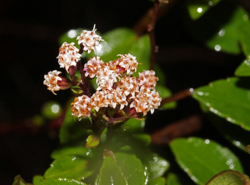 Ageratina anisochroma photo 4