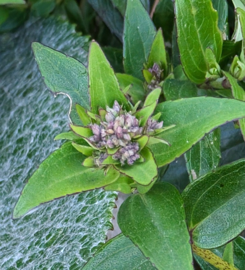 Ageratina anisochroma photo 5