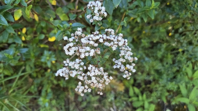 Ageratina anisochroma photo 6