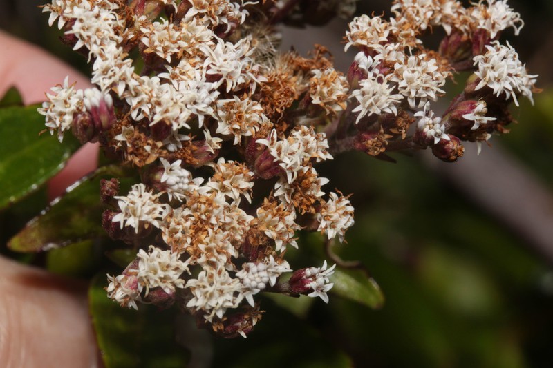 Ageratina anisochroma photo 7