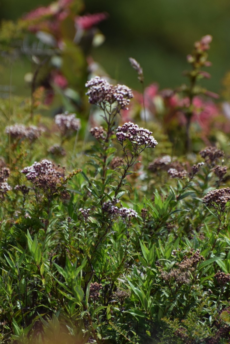 Ageratina anisochroma photo 8