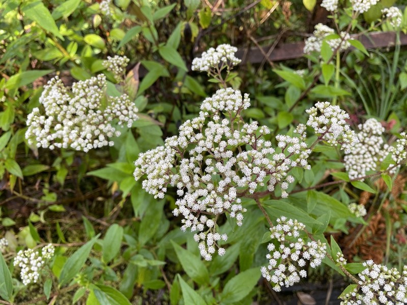 Ageratina anisochroma