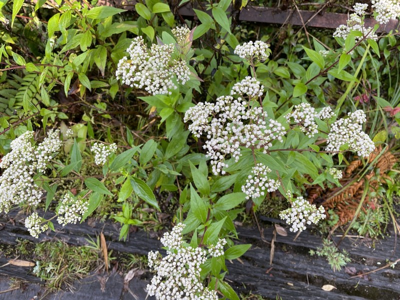 Ageratina anisochroma photo 2