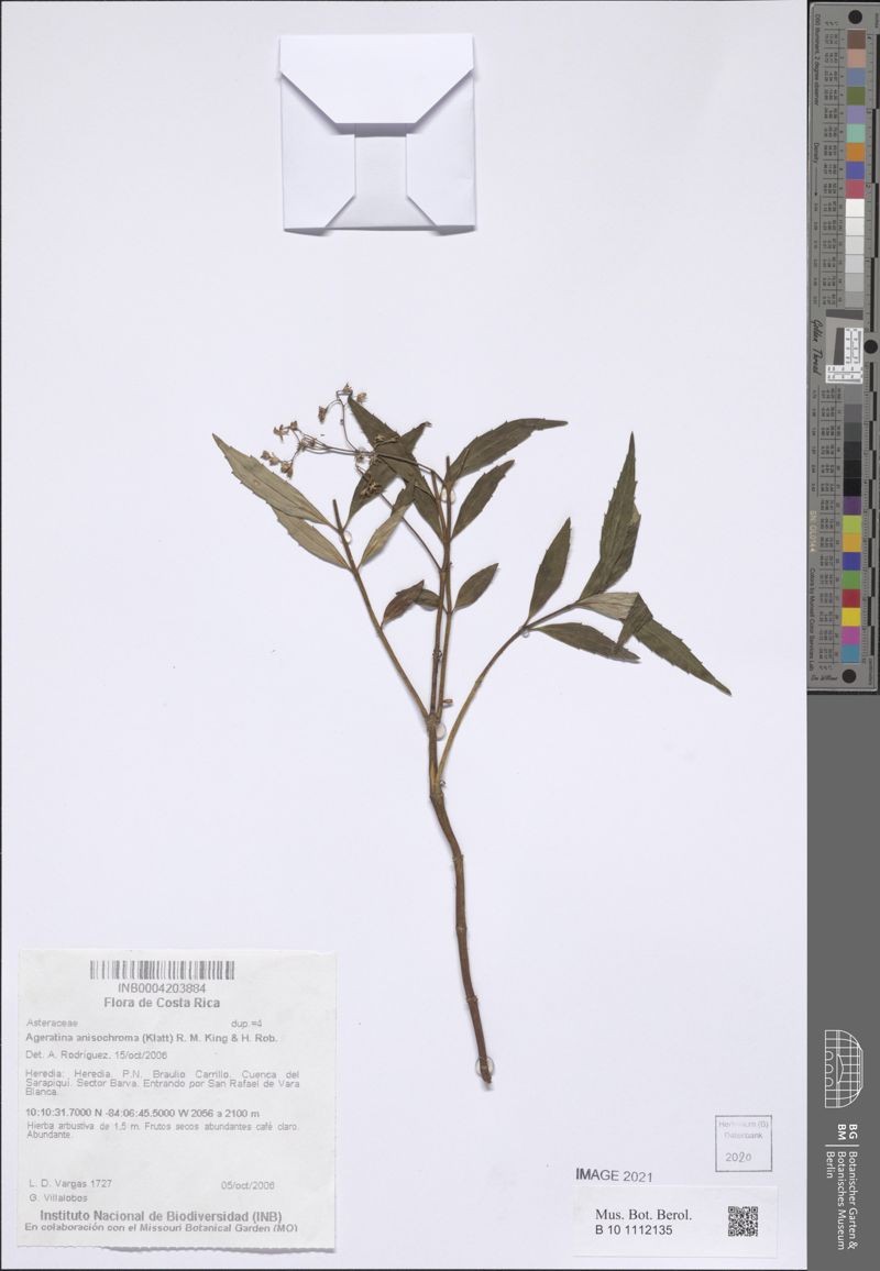 Ageratina anisochroma photo 3