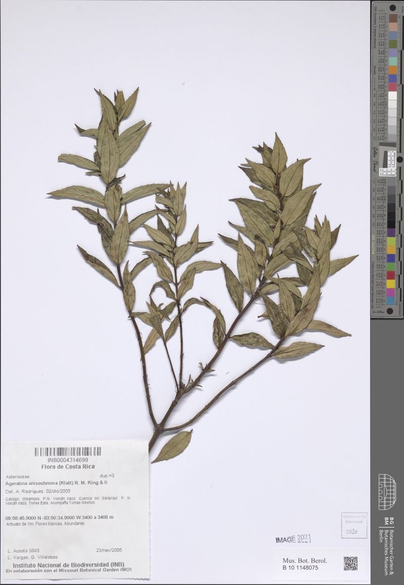 Ageratina anisochroma photo 4