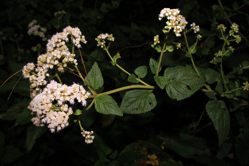 Ageratina apollinairei