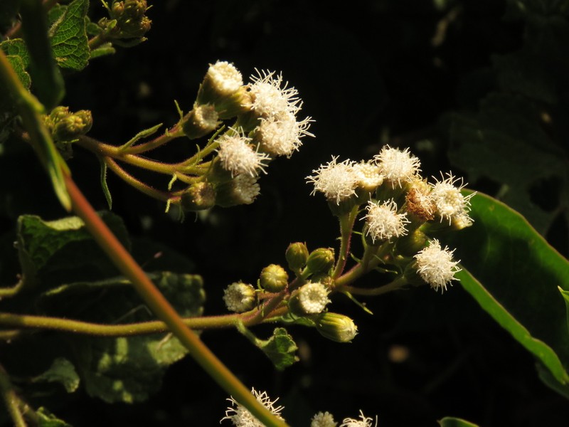 Ageratina apollinairei photo 2