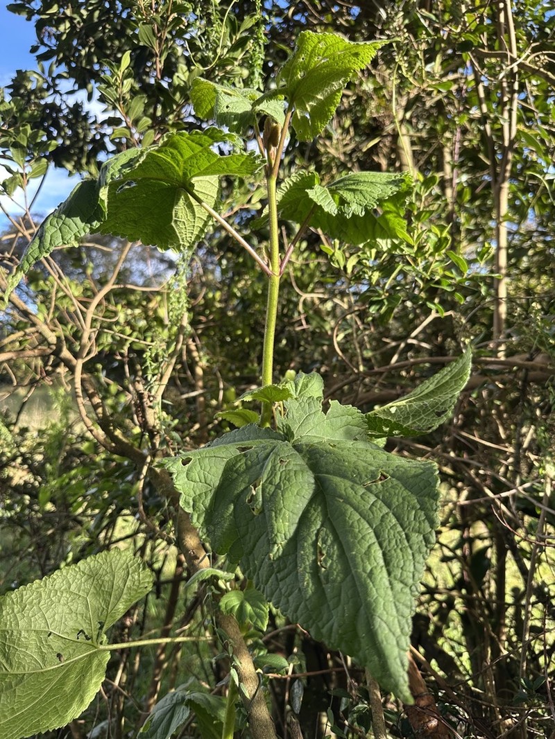 Ageratina apollinairei photo 3