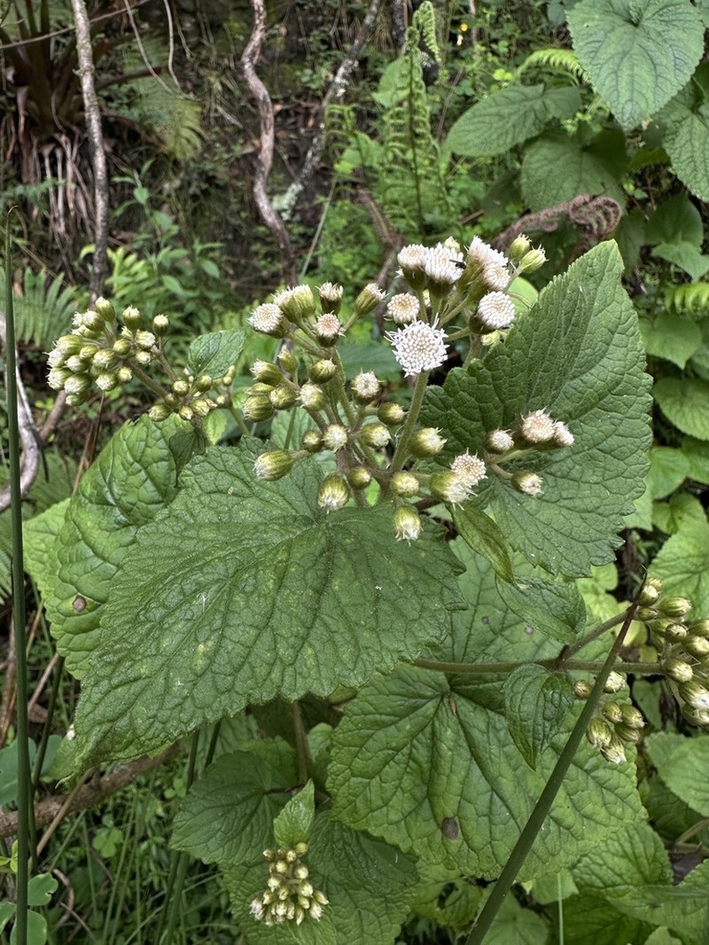 Ageratina apollinairei photo 5