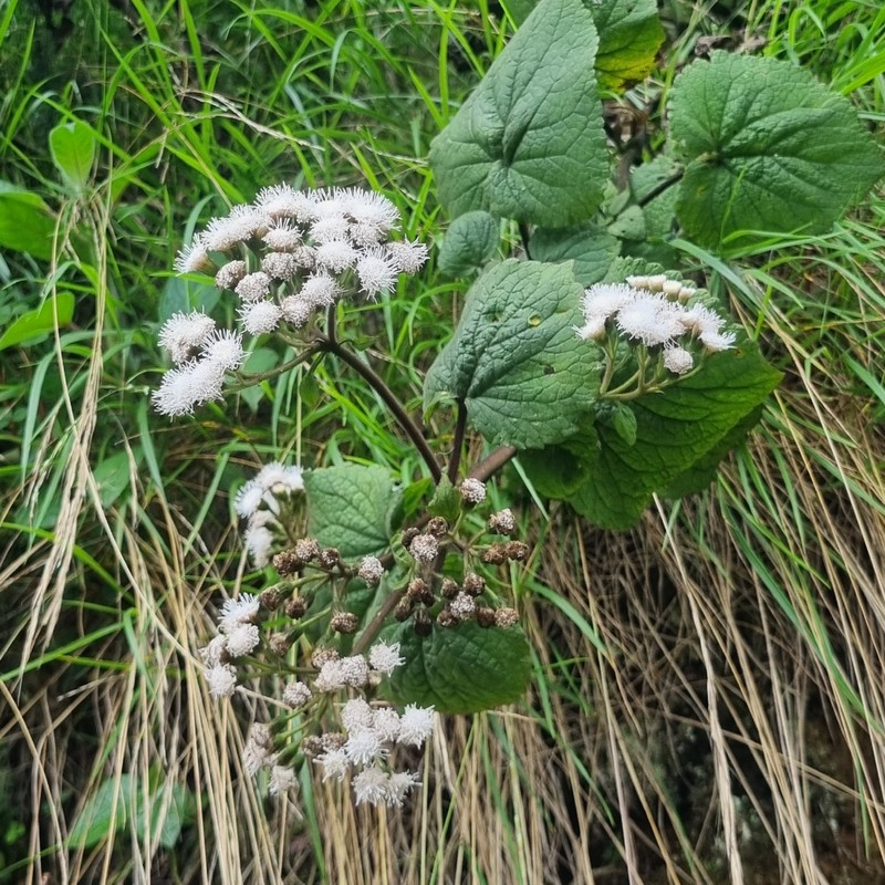 Ageratina apollinairei photo 6