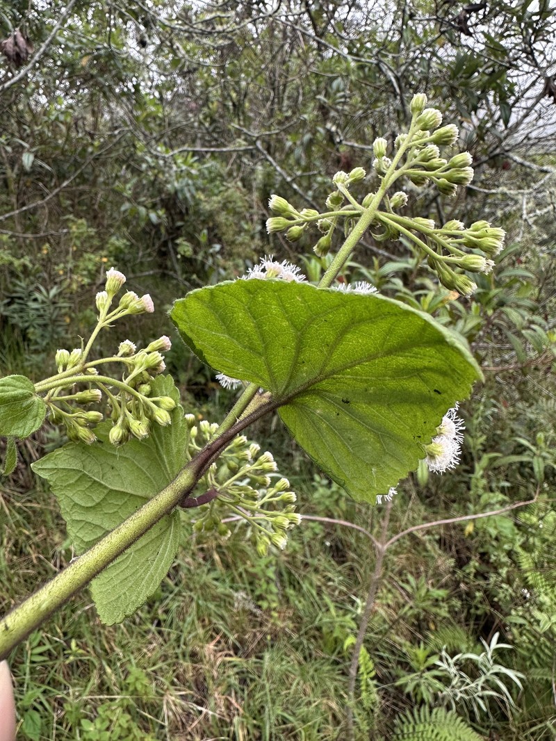 Ageratina apollinairei photo 7